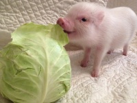 ブタも人間の最良の友!? いつでも寄り添ってくれるミニブタがかわいすぎる！