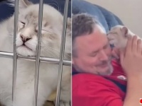 「俺は絶対に犬派！」だったはずのご主人、保護猫に心をとろかされて「うちの子にしようよ！」とおねだりするする