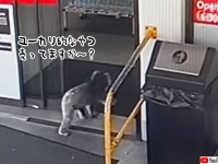 「ユーカリ的なものありますか？」コアラがコンビニに来店し、店員の脚に抱きつく