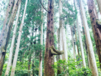 .Pica sericea.のプレスリリース画像