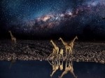 天の川×野生動物の最強コラボにうっとり…　ナミビアの夜が美しすぎる！