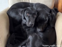 黒犬団子錯視。椅子の上にいるのは何匹？