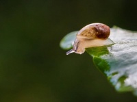 自然界にはなぜ「ヌルヌル」が存在するのか？粘液の秘密を科学的に解明