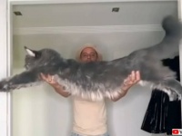 ところでメインクーンってどんな猫？その特徴を簡単にまとめてみた。
