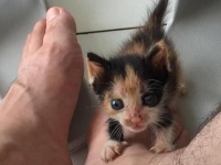 母猫に育児放棄された小さな子猫、「我が子にしよう」と決心したその瞬間、にギュっと人間の足を握りしめた