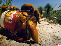 ビール瓶に発情しすぎて、あやうく絶滅の危機となったニセフトタマムシの本当にあった話