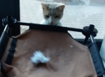 新しい遊び方を発見！オモチャを吹っ飛ばしまくる猫が可愛い…！