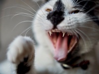 イタリアで飼い猫が突如狂暴化。非常に稀なウイルスが検出され当局が注意勧告
