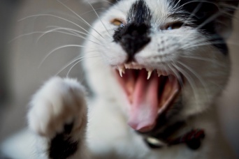 イタリアで飼い猫が突如狂暴化。非常に稀なウイルスが検出され当局が注意勧告