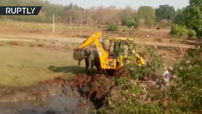 沼に落下する子ゾウ