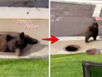 なぜクマが？なぜしっぽり？うっかり下水溝にはまり込んでしまったクマの苦境(アメリカ)