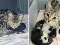難産を乗り越え、我が子のみならず他の子猫たちに愛情を注ぎ続ける母猫の物語