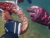釣り糸に絡まったウツボを発見！ダイバーたちが糸を切って助けたのだが、さらに...？