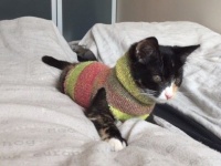 DIY～「さぶっ！」と思わず身を縮めちゃうこの季節、靴下でにゃんこのセーターを作ってみた