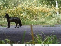 動画に映った黒いキタキツネ（以下、斜里町立知床博物館提供）