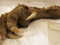 博物館の標本を使い、700年前に絶滅した巨大鳥「ジャイアントモア」のゲノムを再構築。再び蘇らせることはできるのだろうか？