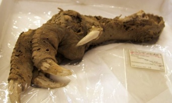 博物館の標本を使い、700年前に絶滅した巨大鳥「ジャイアントモア」のゲノムを再構築。再び蘇らせることはできるのだろうか？