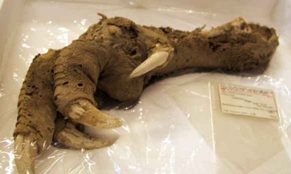 博物館の標本を使い、700年前に絶滅した巨大鳥「ジャイアントモア」のゲノムを再構築。再び蘇らせることはできるのだろうか？