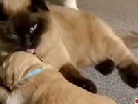 「ちょっとこの子をお願いね」ママ犬に託されて子犬の相手する猫