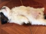 人間みたい！　キレイな仰向けでお昼寝するワンちゃんがかわいい！