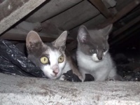 いったいどこからやってきたの？屋上に住みついた猫の母子救出作戦