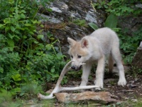 研究者もびっくり！狼の子供も犬と同じように「取ってこい」遊びができる（スウェーデン研究）
