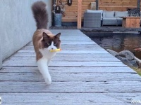 ラグドールのミカ「ほら取って来たよ！」とお庭でフェッチ遊びを楽しむ