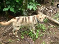 ひらめいた！農作物を猿に荒らされ困っていた農民たち、犬を虎模様にペイント。なんと効果あり！（インド）