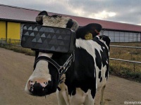 牛にVRゴーグルを装着、癒し効果でうつ病軽減と乳量増加を目指す試み（ロシア）