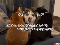 お顔きれいきれい猫サロンにお越しのお犬様、VIP待遇でご満悦