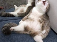 部屋のはじっこで大股広げて口開けて寝ている猫があまりにもグタっていたのでコラ職人がんばる