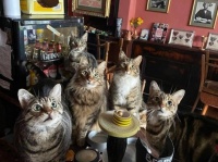 イギリスにはたくさんの猫たちに囲まれながら美味しいビールが味わえるパブがある