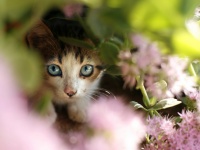 iStock_000004378148_Medium
