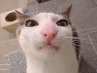 猫好きのためのASMR～キュートな猫のカリカリ音を存分にお楽しみください