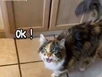 絶対言ってる！飼い主に話しかけられると必ず「OK！」と言う猫