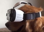 犬にVRゴーグルを装着させてみた⇒　大混乱すると思いきや？