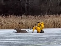 これぞシカーリング？氷の上から動けなくなってしまった鹿を消防士たちがカーリングスタイルで救助