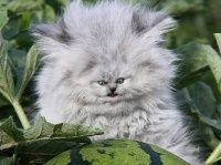 小顔効果とは？猫の顔のパーツを小さくしてみた。これはこれでアリかもしれない。