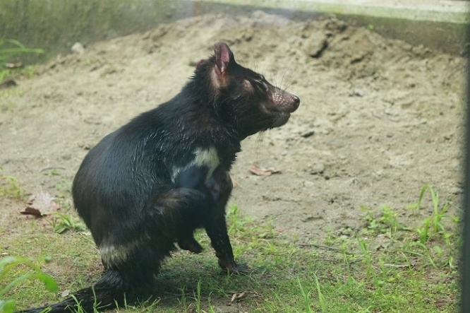 よく見ると、悪魔と呼ばれるのも頷ける鋭いキバが