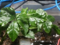 植物が世界初の自撮りに成功（イギリス）