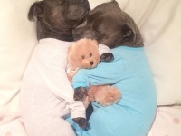 かわいい2匹に胸キュン！見るだけで幸せな気分になれそうな兄弟犬