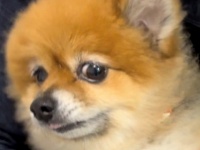 〝コスプレ拒否犬〟に20万人がもん絶　安全性をアピールしたい飼い主が取った行動とは