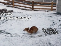 何と交信する気なのか？ミステリーサークルづくりに全力のコーギー犬