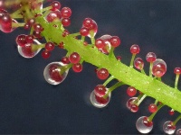 たまには虫も食べるよ。特定の状況下では肉食になるユニークな植物