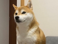 「跳び箱で失敗した」みたいな柴犬に1.6万人ニッコリ　どうしてそんな場所で？