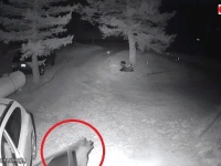熊「夜中に失礼しますよ！」車のドアを開けて勝手に入り込んだクマー