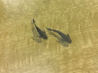 魚が泳いでる...（画像はこなてんさんが2020年2月26日投稿）