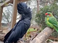 人間にしか興味のないオウムと、仲間となじめなかったインコが出会った瞬間にベストフレンドに