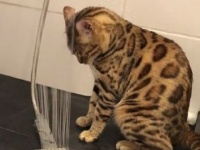 シャワー大好きベンガル猫。「下から浴びるのがマイブーム！」