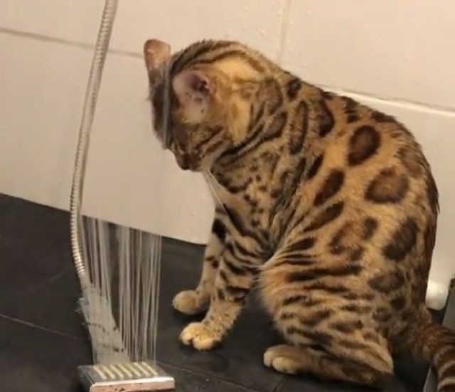 シャワー大好きベンガル猫。「下から浴びるのがマイブーム！」